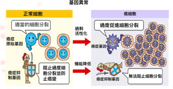 癌症基因療法機制:抑癌基因注入前後對比圖解