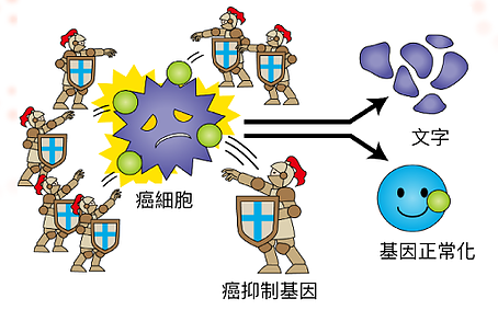 抑癌基因與腫瘤抑制機制圖解