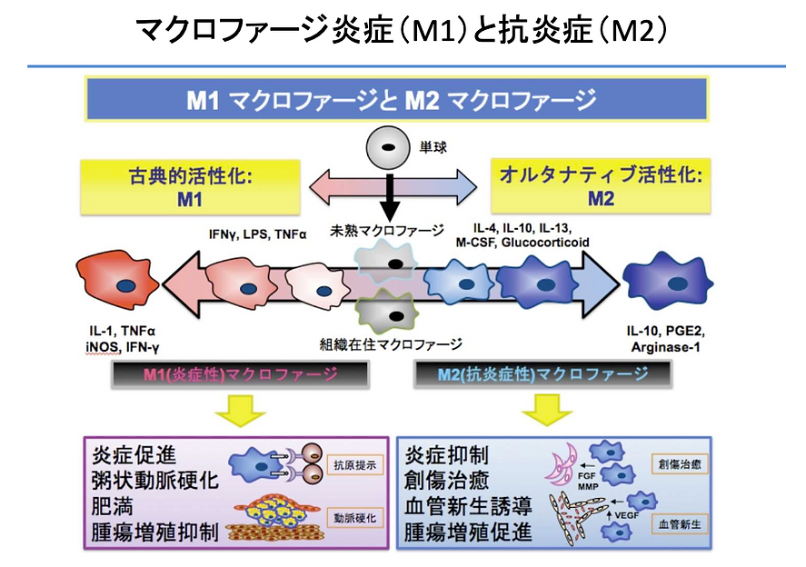 巨噬細胞 M1 炎症型 vs M2 抗炎症型極化機制圖解